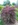 Shrub